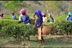 অসমৰ ৰাজনীতিত চাহ বাগিচা আৰু আদিবাসী সকলৰ ভূমিকা