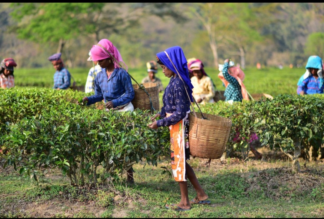 অসমৰ ৰাজনীতিত চাহ বাগিচা আৰু আদিবাসী সকলৰ ভূমিকা